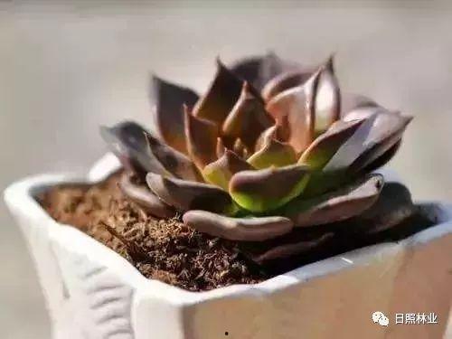 多肉小野猫黑瓜吃,多肉小野猫的奇幻食旅