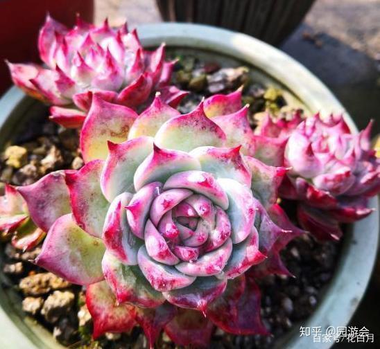 多肉小野猫黑瓜吃,多肉小野猫的奇幻食旅