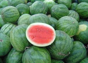 重庆双福今日麒麟瓜价格,价格行情一览”