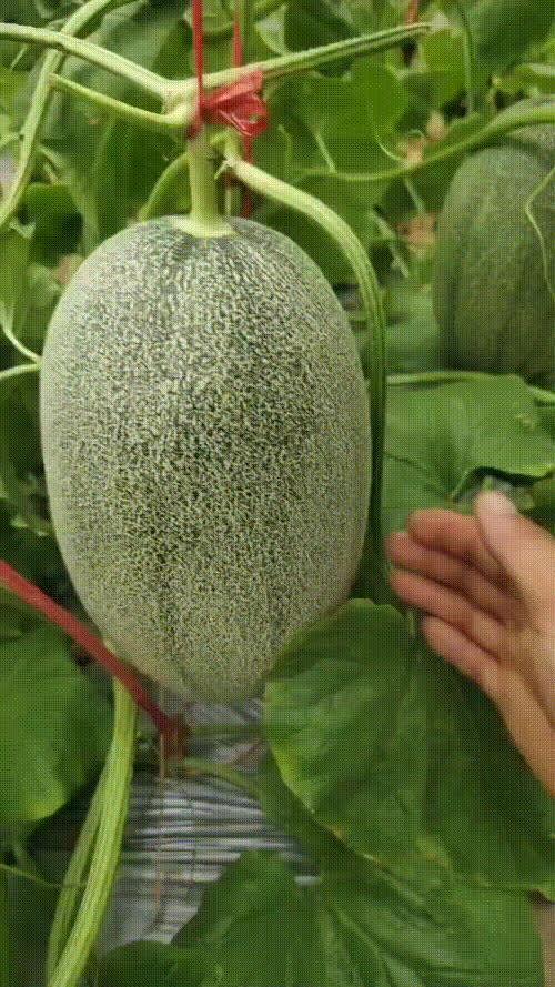 山东莘县厚皮瓜今日价格,市场行情一览”