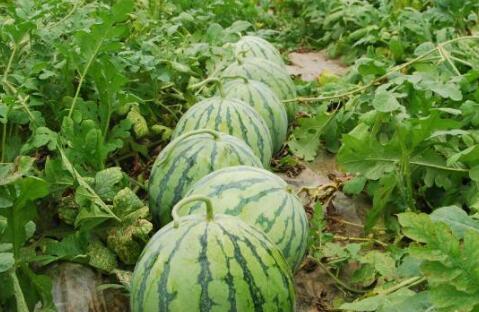 抖音网红热门大瓜,揭秘热门事件背后的真相