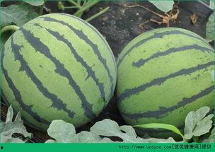 临沂近期热门吃瓜事件,揭秘近期引发全民关注的“瓜界风云”