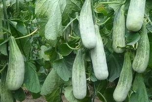 临沂近期热门吃瓜事件,揭秘近期引发全民关注的“瓜界风云”