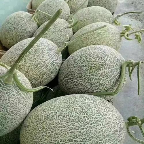 今日红星市场哈密瓜价格