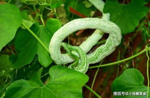 蛇瓜视频上热门,揭秘视频热门背后的神奇魅力