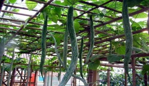 蛇瓜视频上热门,揭秘视频热门背后的神奇魅力