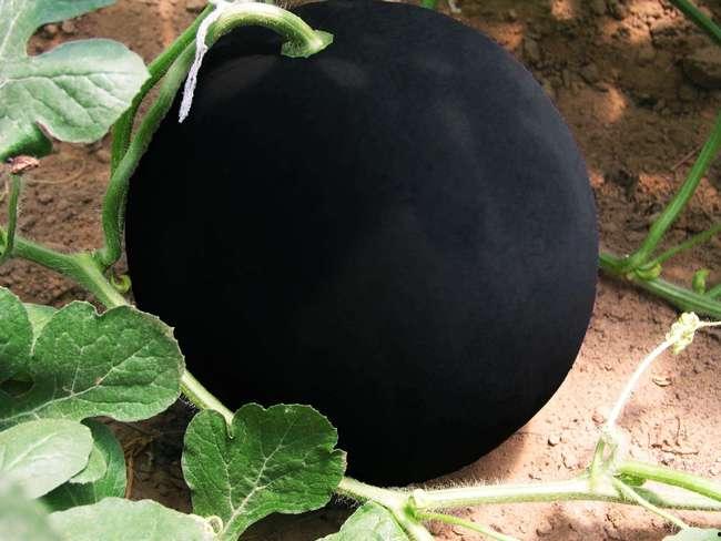 黑瓜里面的种子可以吃吗,揭秘能否食用的秘密