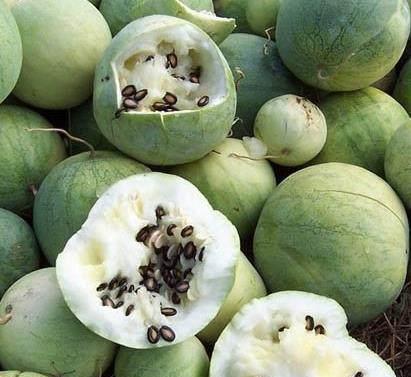 黑瓜里面的种子可以吃吗,揭秘能否食用的秘密