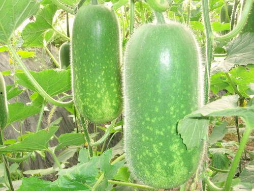 51cg热门大瓜曹县,51cg热门大瓜背后的故事